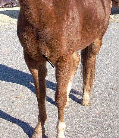 How to evaluate a horse&#8217;s conformation