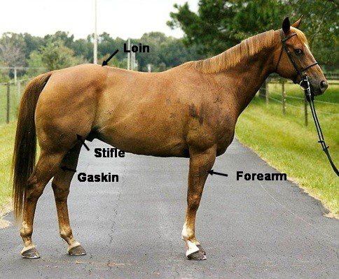 How to evaluate a horse&#8217;s conformation