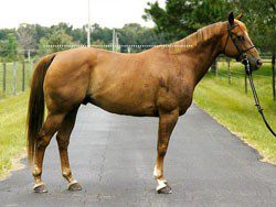 How to evaluate a horse&#8217;s conformation