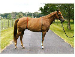 How to evaluate a horse&#8217;s conformation