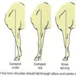 How to evaluate a horse’s conformation