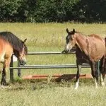 How to evaluate the behavior of horses in a herd?