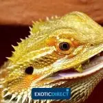 How to feed a bearded agama: we make up the diet correctly