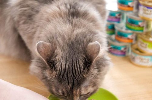 Hogyan etetjük a macskát és hogyan kényeztessük