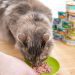 Cat bowls: how to choose the right one