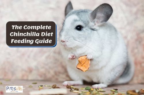 How to feed a chinchilla: a diet at home (table), a list of what can and cannot be given to rodents from food