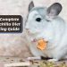 How to equip a chinchilla cage: filler and housing equipment (photo)