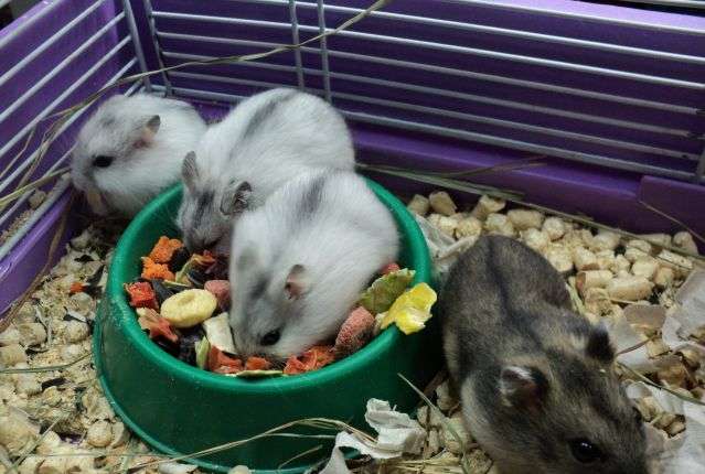 How to feed a Djungarian hamster at home, what Djungarians eat, nutrition table (list: what can and cannot be)