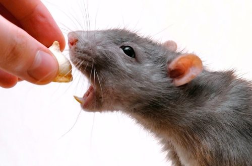 How to feed a domestic decorative rat: what it eats and what food it loves the most