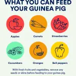How to feed a guinea pig at home: food and a list of foods that can and cannot be included in the diet