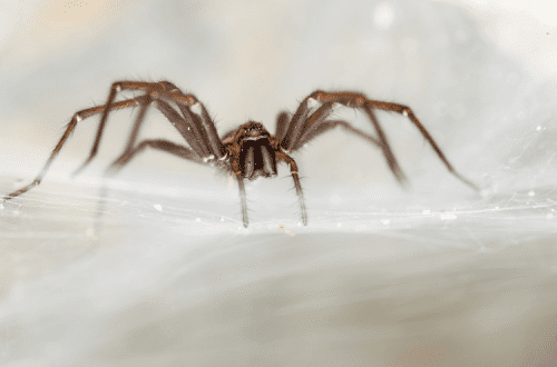 How to feed a house spider