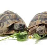 How to feed a land tortoise at home: diet and food selection for Central Asian and other land tortoises