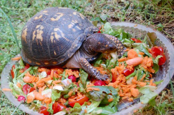 How to feed a land tortoise at home: diet and food selection for Central Asian and other land tortoises