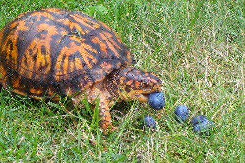 How to feed a land tortoise at home: diet and food selection for Central Asian and other land tortoises