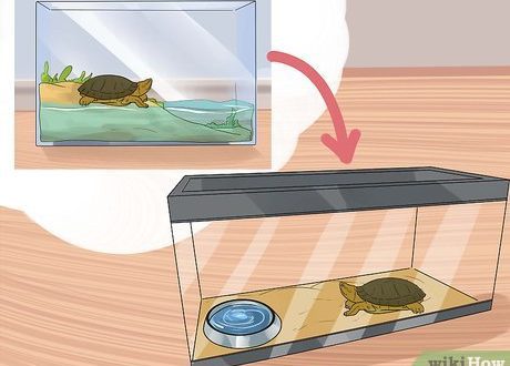 How to feed a land tortoise at home, how does she drink?
