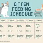 How to feed a newborn kitten – proper nutrition for week-old kittens