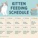 Raising kittens: when to start weaning, what to feed and how to feed a newborn kitten