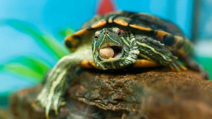 How to feed a red-eared turtle: rules for feeding at home, lists of foods that can and cannot be given to reptiles