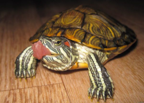 How to feed a red-eared turtle: rules for feeding at home, lists of foods that can and cannot be given to reptiles