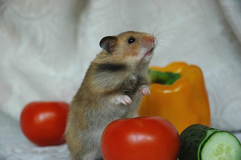 How to feed a Syrian hamster at home, what can and cannot be given