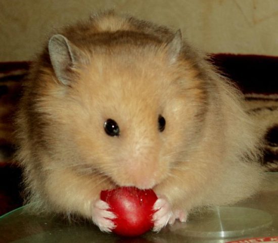 How to feed a Syrian hamster at home, what can and cannot be given
