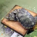 How to feed a turtle in winter: the diet of land and red-eared turtles in winter