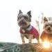 Mittelschnauzer &#8211; breed description and character, care and maintenance, haircut features, what to feed, owner reviews