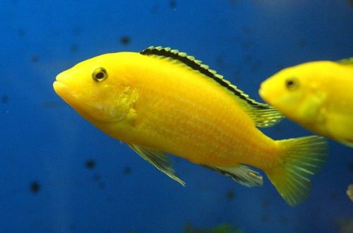 How to feed cichlids?