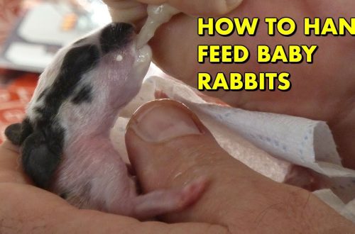 How to feed little rabbits transferred from mother&#8217;s milk