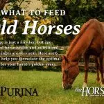 How to feed older horses