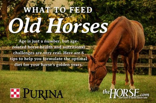How to feed older horses