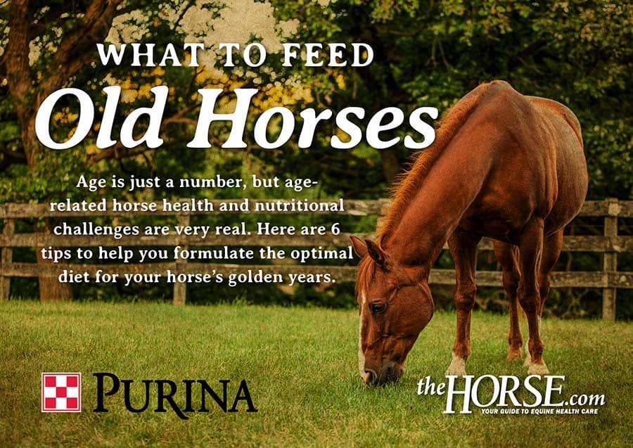 How to feed older horses