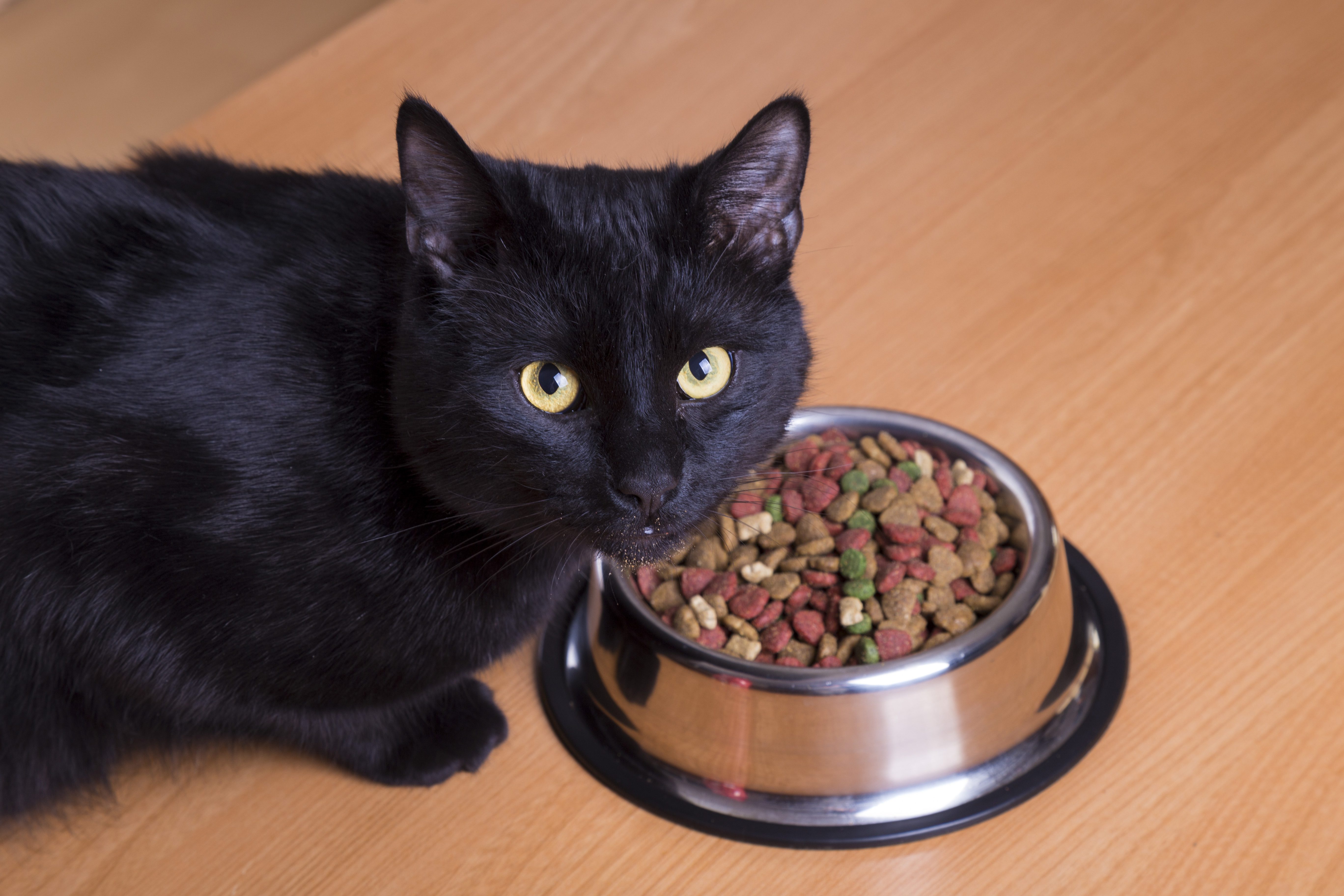 How to feed your cat dry food