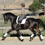 How to feel the correct position of the legs in dressage seating?