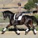 Seven exercises to improve balance in the saddle