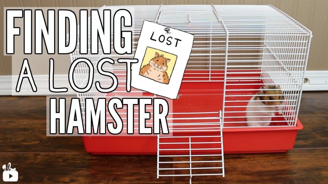 How to find a hamster in the apartment if he escaped from the cage