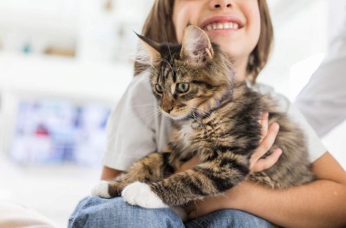 How to find a house cat: 6 tips for owners