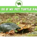 How to find a turtle in an apartment if it ran away and got lost