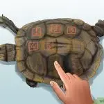 How to find out how old a turtle is, determining age by external signs