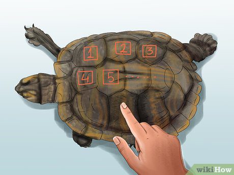 How to find out how old a turtle is, determining age by external signs
