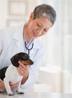 How to find the best veterinarian for your dog