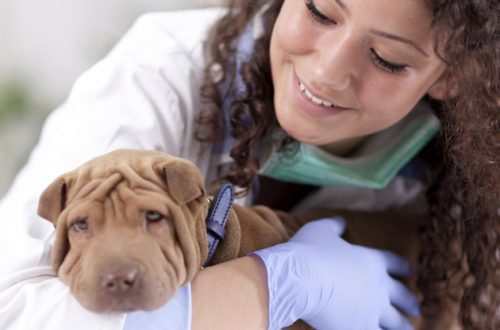 How to find the best veterinarian for your dog