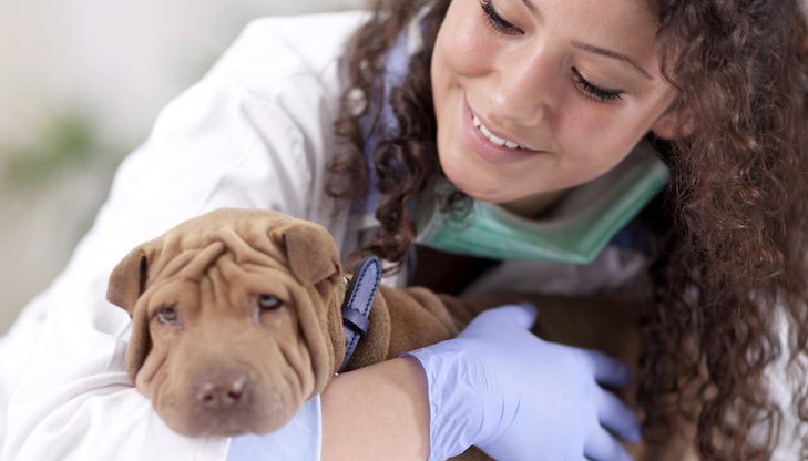 How to find the best veterinarian for your dog