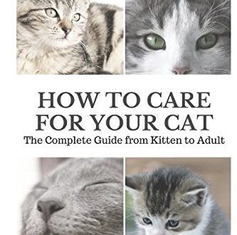 How to get a kitten: the definitive guide