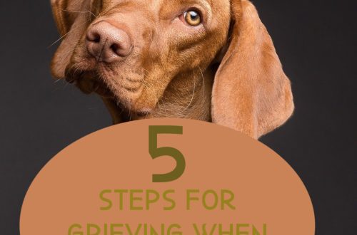 How to get over the death of a dog