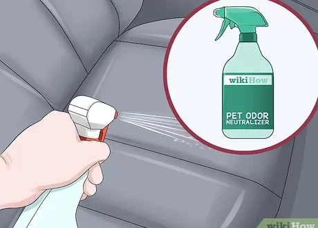 How to get rid of dog smell in car