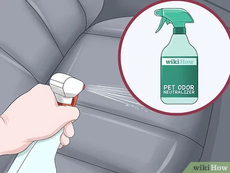 How to get rid of dog smell in car