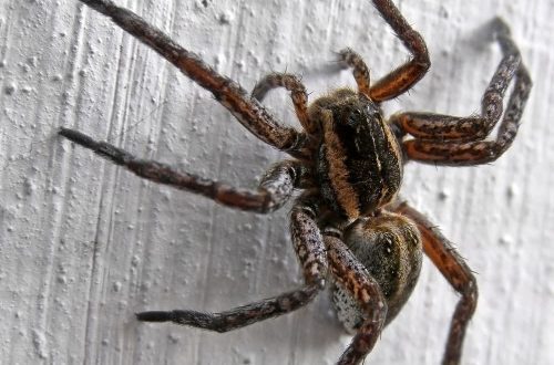 How to get rid of spiders in the house on your own: standard and folk pest control methods