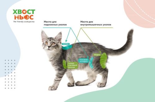How to give an injection to a cat without stress