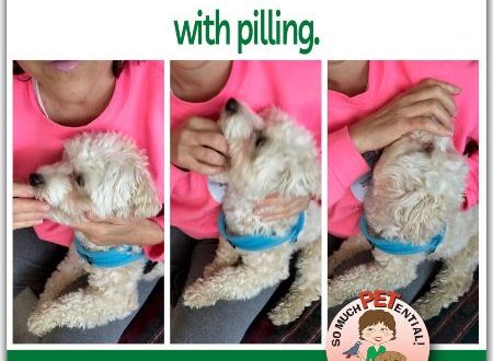 How to give pills to your dog